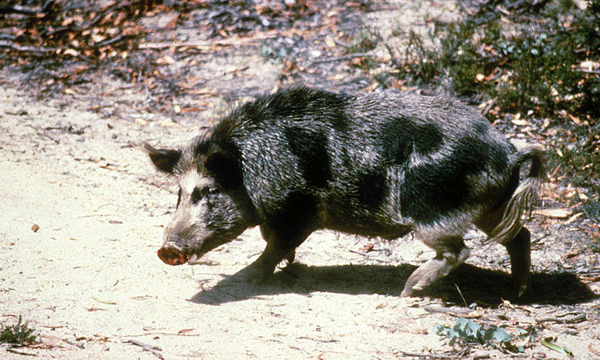 Trappers Remove Over 120 Feral Hogs Threatening Katy Neighborhoods