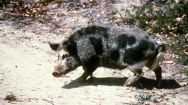 Trappers Remove Over 120 Feral Hogs Threatening Katy Neighborhoods