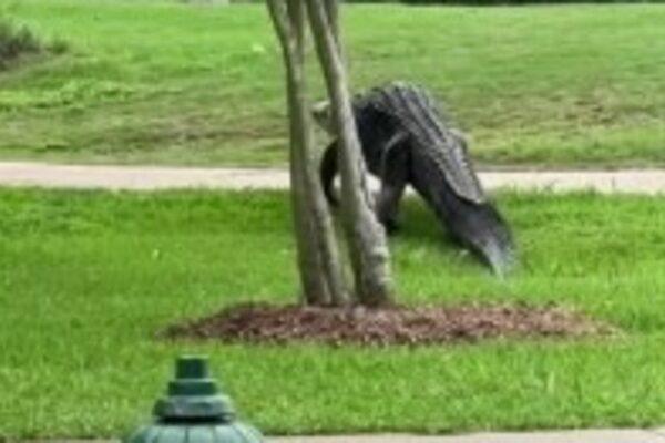 Increased Alligator Sightings in Houston: What to Know About Mating Season Activity