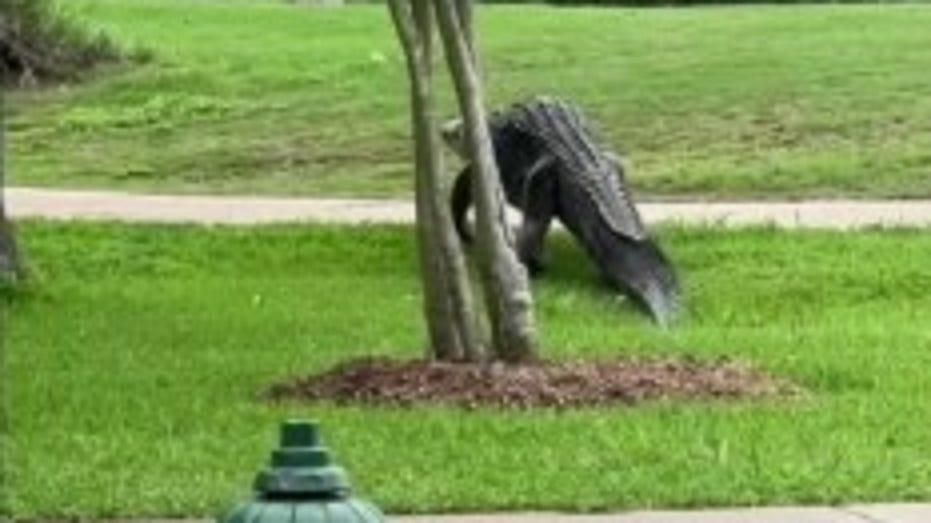 Increased Alligator Sightings in Houston: What to Know About Mating Season Activity