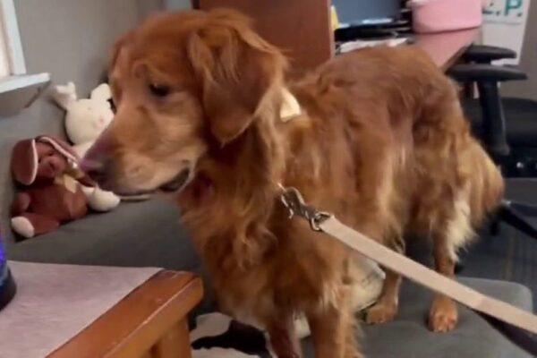 Georgetown ISD Therapy Dog Selected as Finalist in National Competition