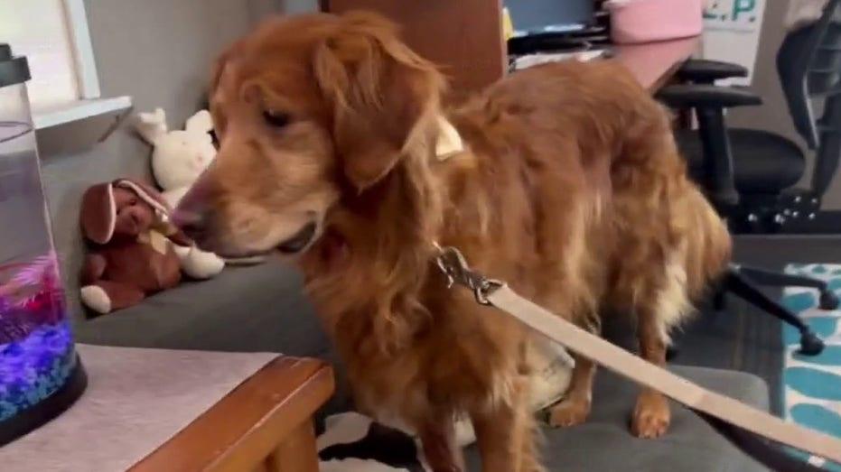 Georgetown ISD Therapy Dog Selected as Finalist in National Competition