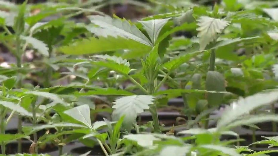 Trump Administration's Move to Reclassify Medical Marijuana: What You Need to Know