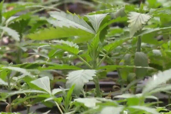 Texas Medical Marijuana Program Set for Expansion: What You Need to Know