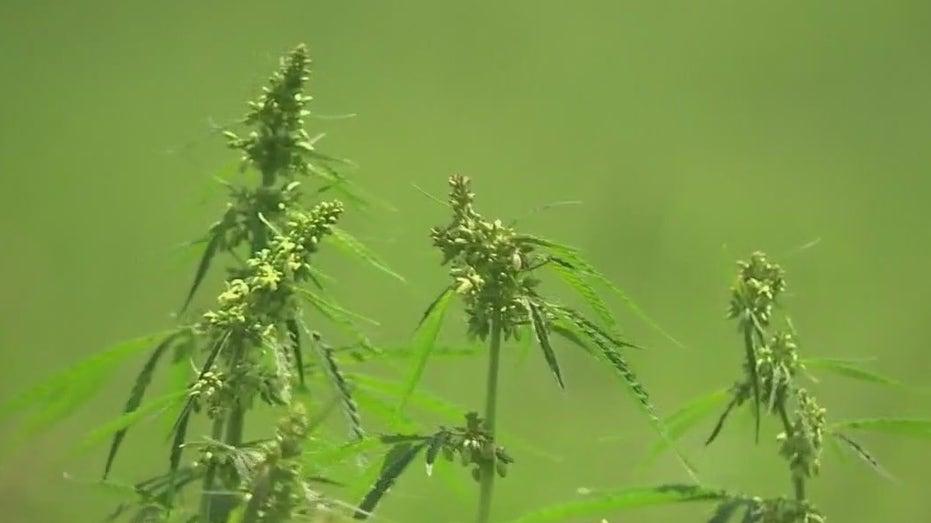 Texas Hemp Businesses Take Legal Action Against New State Regulations