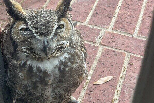 Mystery of Athena's Mate: Insights from an Injured Owl