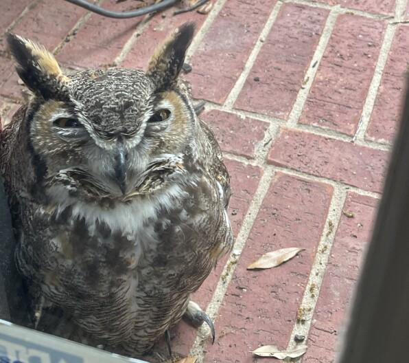 Mystery of Athena's Mate: Insights from an Injured Owl