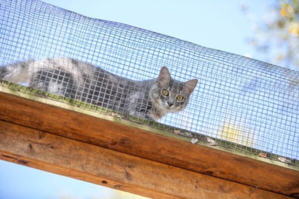 Explore Austin's 'Catio' Tour: Unique Cat Enclosures Supporting Local Bird Conservation Efforts
