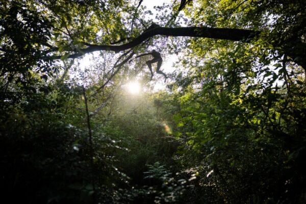 Uncovering the Mysterious Sculpture in Barton Creek Greenbelt: Its Fascinating Story Revealed