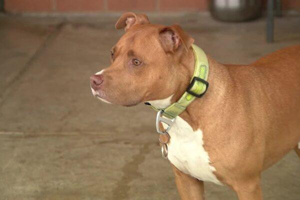 Fort Worth Fire Department Rescues Homeless Veteran's Dog, Aids Owner in Recovery Journey