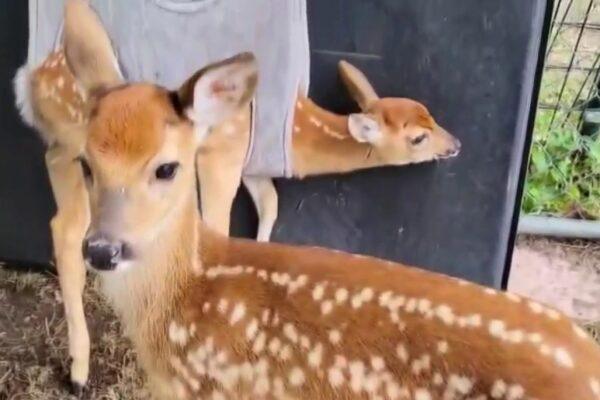 Texas Wildlife Rehabilitators Warn Proposed Changes Could Reduce Animal Rescue Success
