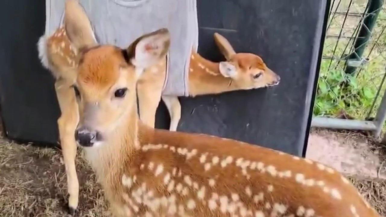Texas Wildlife Rehabilitators Warn Proposed Changes Could Reduce Animal Rescue Success