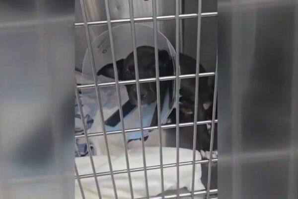Galveston County Animal Rescue Receives $150K Grant for Pet Treatment Across Five Counties