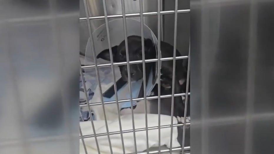 Galveston County Animal Rescue Receives $150K Grant for Pet Treatment Across Five Counties