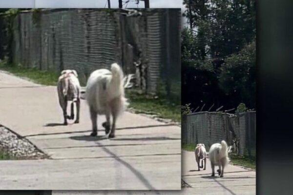 Spring Couple Issues Urgent Warning After Harrowing Experience While Walking Three Dogs