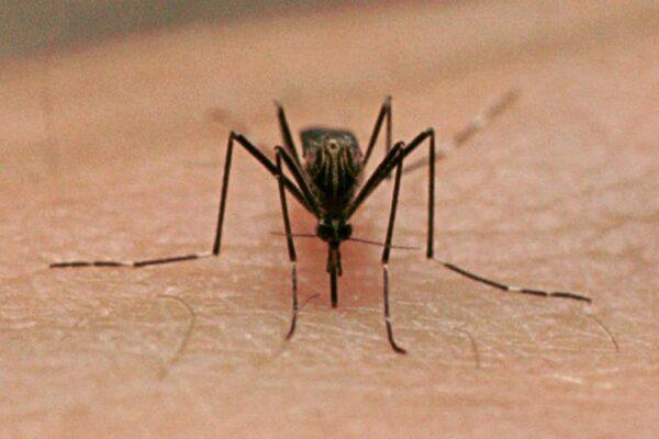Tarrant County Reports First West Nile Virus Positive Mosquitos of