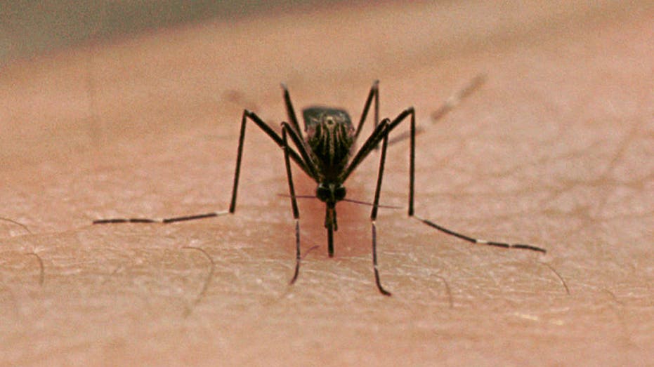 Tarrant County Reports First West Nile Virus Positive Mosquitos of