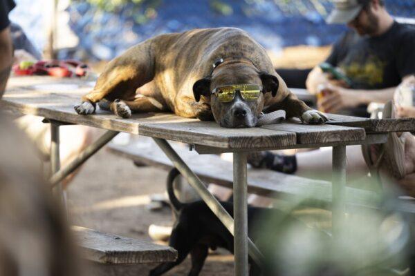 Yard Bar in Austin: A Beloved Dog Park and Bar to Close After 11 Successful Years