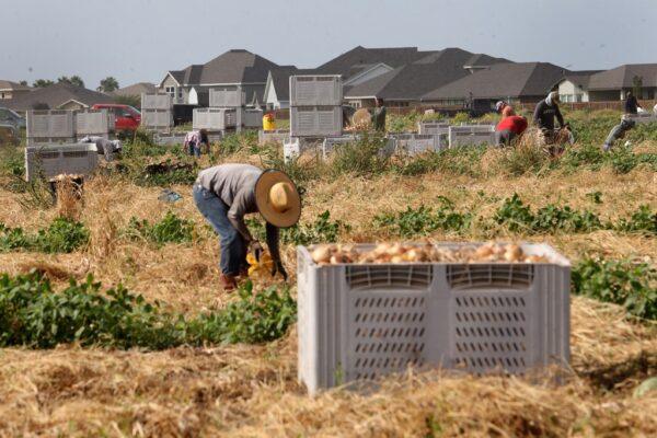 Pesticide Exposure Increases Parkinson’s Disease Risk Among Rio Grande Valley Farmworkers