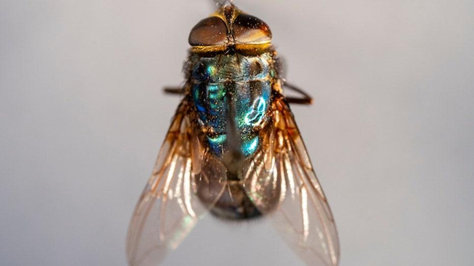Texas Governor Abbott's Update on the Flesh Eating Screwworm Outbreak Response