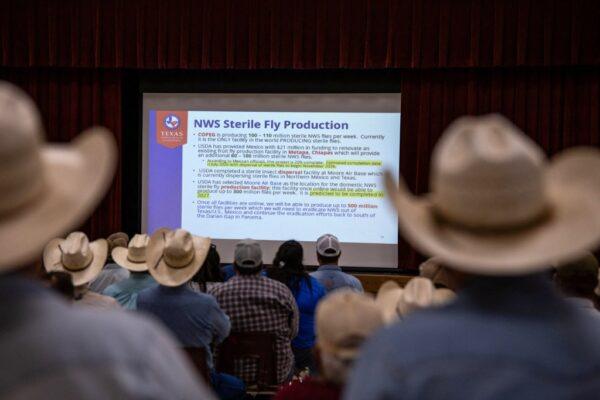 Tracking Screwworm Cases in Texas: Current Locations and Updates