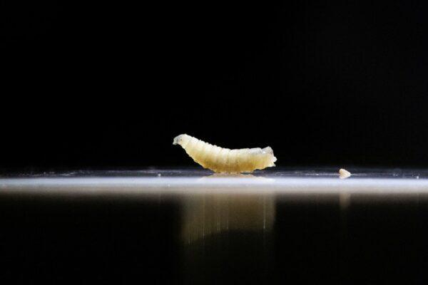 Essential Guide to Screwworms in Texas: Key Facts and Prevention Tips