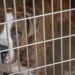 Dallas Animal Services Faces Overcapacity Crisis: Community Urged to Help Rescue Pets