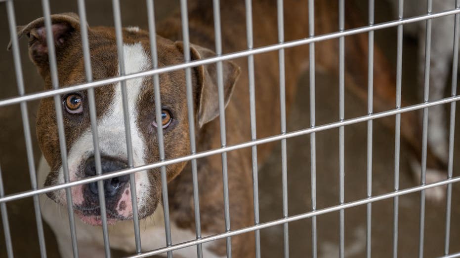 Dallas Animal Services Faces Overcapacity Crisis: Community Urged to Help Rescue Pets
