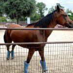 "Mass Euthanasia Crisis: Screwworm's Alarming Impact on Texas Animal Shelters"