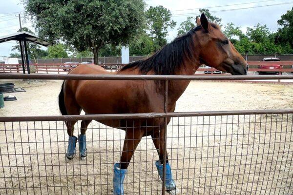 "Mass Euthanasia Crisis: Screwworm's Alarming Impact on Texas Animal Shelters"