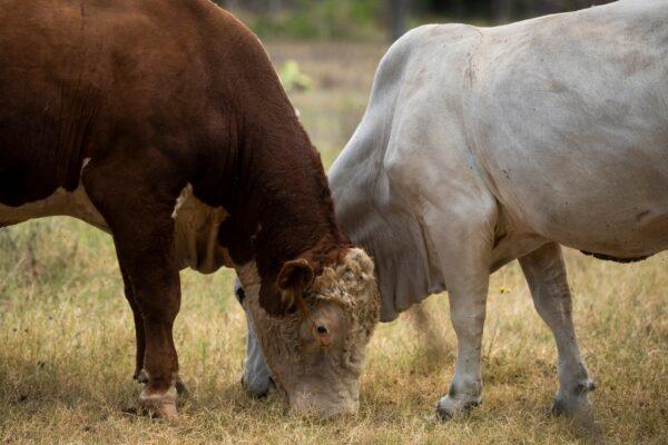 USDA Investigates Potential First Screwworm Case in South Texas: What You Need to Know
