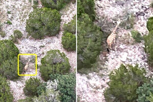 Helicopter Locates Escaped Giraffe from Texas Ranch, Reports Manager