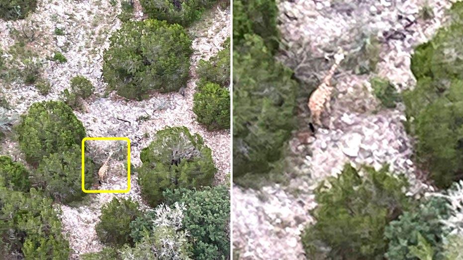 Helicopter Locates Escaped Giraffe from Texas Ranch, Reports Manager