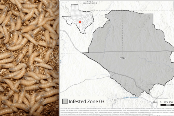Screwworm Infestation in Texas: New Quarantine Zone Established Following Gillespie County Case