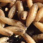 Surge in New World Screwworm Cases in Texas: 10 Confirmed and New Quarantine Zones Implemented