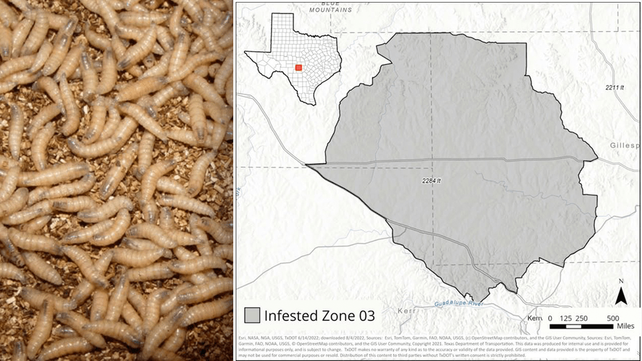 Screwworm Infestation in Texas: New Quarantine Zone Established Following Gillespie County Case