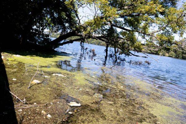 Blue Green Algae Threatens Austin Lakes Again: What You Need to Know