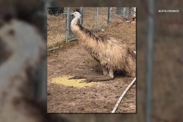 Emu Escapes from North Texas Home: How to Spot and Capture One