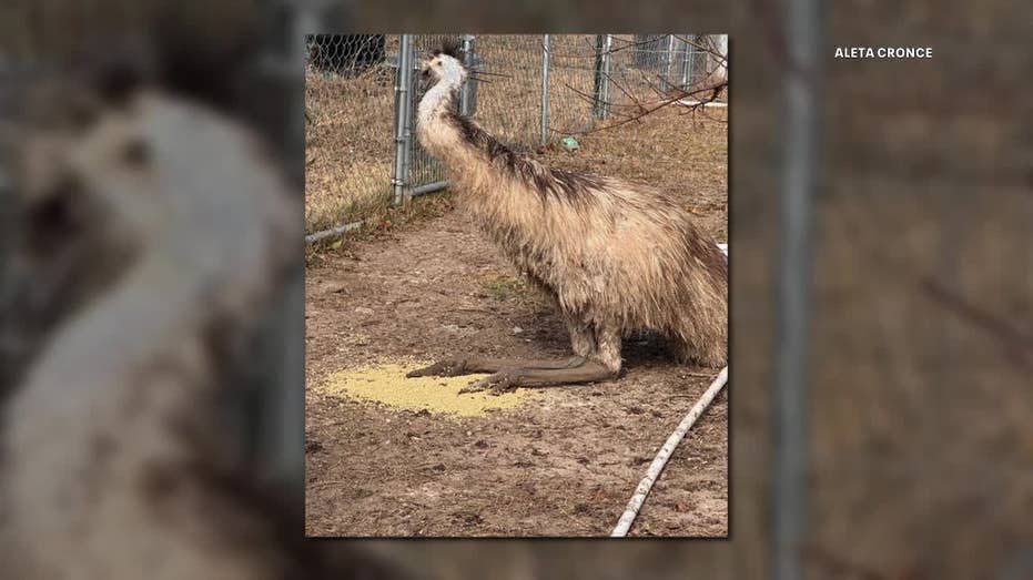 Emu Escapes from North Texas Home: How to Spot and Capture One