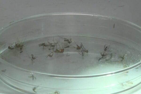 Texas June: Rainy Weather Creates Perfect Breeding Ground for Pests