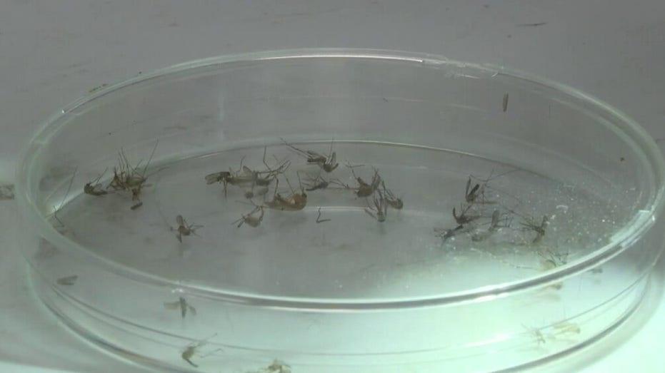 Texas June: Rainy Weather Creates Perfect Breeding Ground for Pests