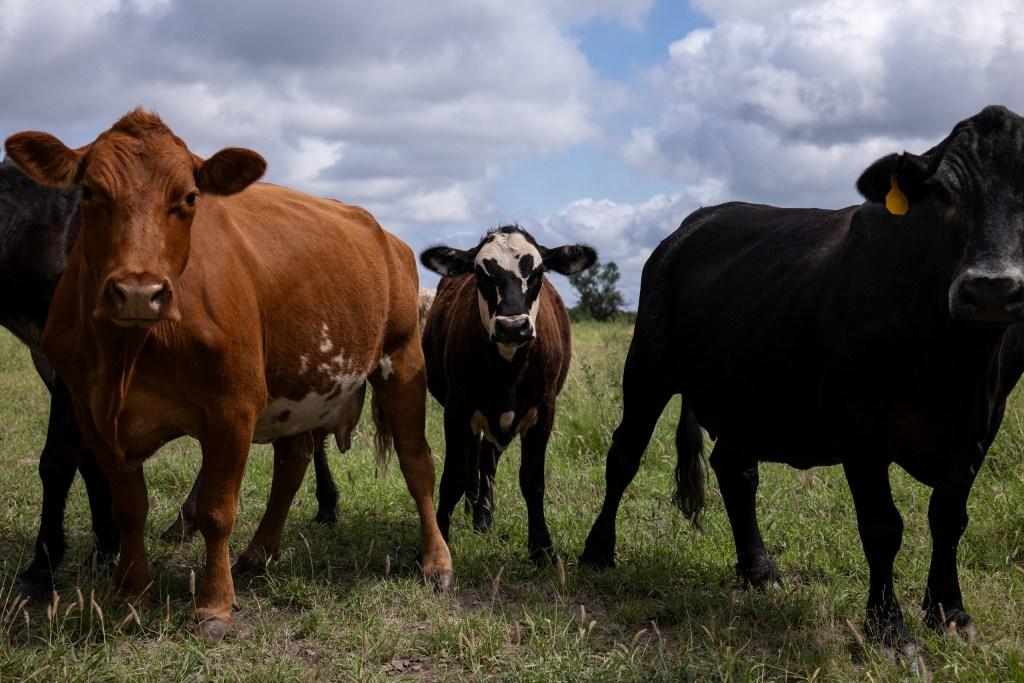 U.S. to Start Limited Imports of Mexican Cattle Amid Ongoing Screwworm Outbreak