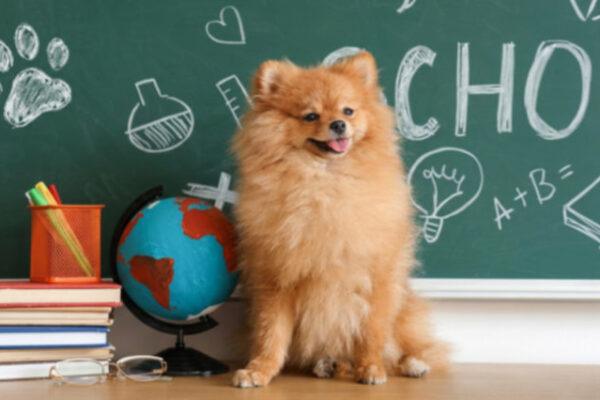 Return to Obedience School: Mastering Training Techniques for Your Dog