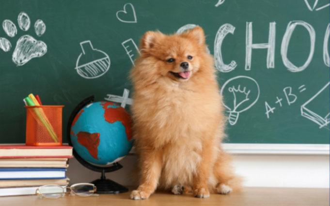 Return to Obedience School: Mastering Training Techniques for Your Dog