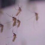 Houston and Harris County Report Human Cases of West Nile Virus: What You Need to Know