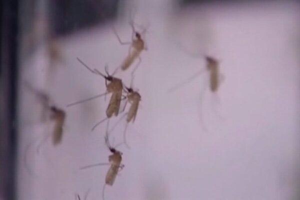 Houston and Harris County Report Human Cases of West Nile Virus: What You Need to Know