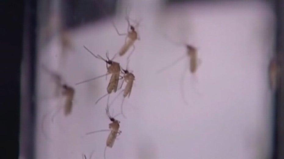 Houston and Harris County Report Human Cases of West Nile Virus: What You Need to Know