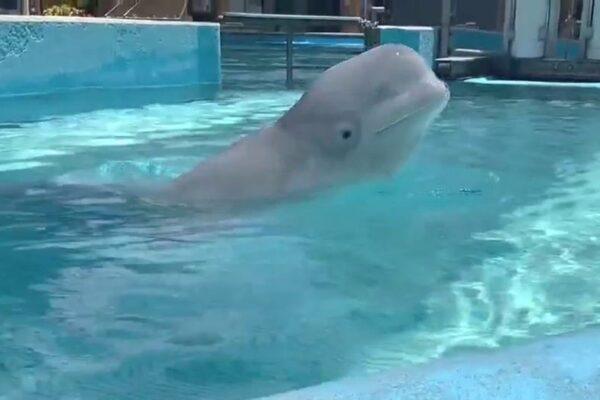 SeaWorld San Antonio Welcomes Two Beluga Whales Rescued from Closed Canadian Marine Park