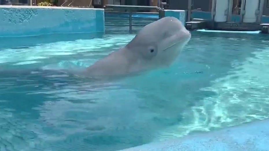 SeaWorld San Antonio Welcomes Two Beluga Whales Rescued from Closed Canadian Marine Park