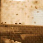 Flesh Eating Screwworm Outbreak Surges in West Texas with 31 Confirmed Cases